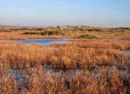 Fens and swamps